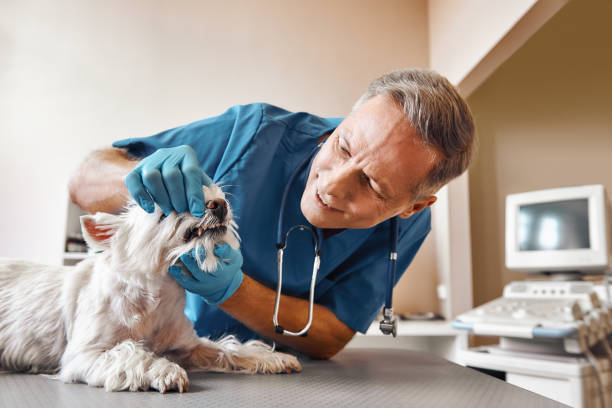 Best Dentist for Tooth Abscess  in Cherry Brah, NC